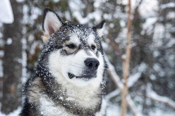 Alaskan Malamute
