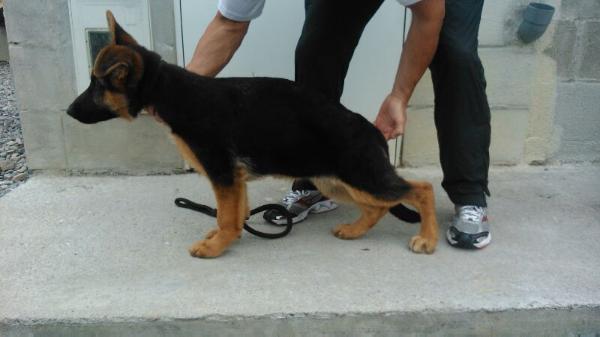 Trompa de aGuGo | German Shepherd Dog 