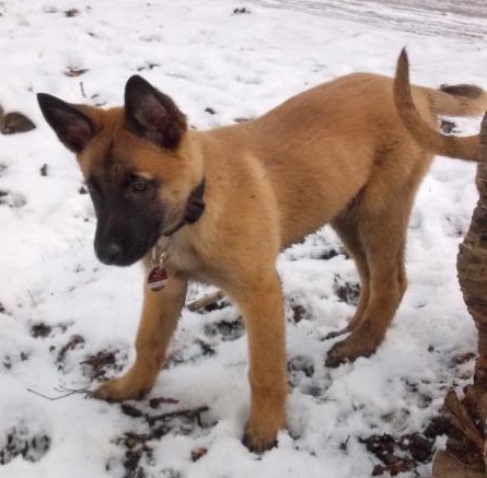 Asko Von der Bielefelder Burg | Belgian Malinois 