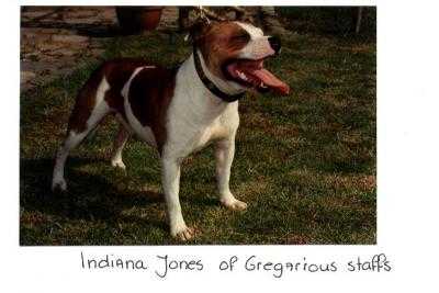 Indiana Jones of Gregarious Staff's | Staffordshire Bull Terrier 