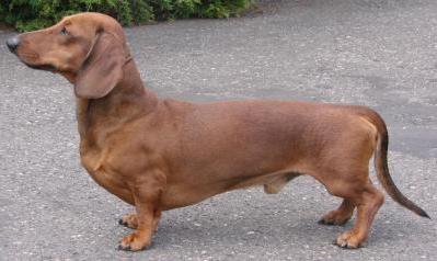 Nathan vom Krummholz | Dachshund 