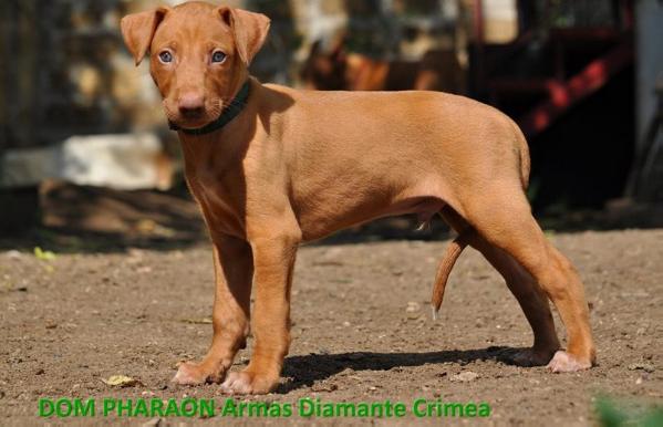 DOM PHARAON Armas Diamante Crimea | Pharaoh Hound 