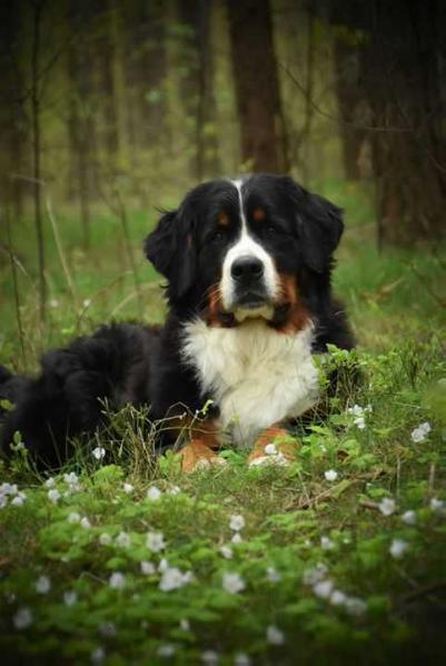 ABI z Mazurskiej Zagrody FCI | Bernese Mountain Dog 