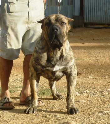 Iker de Casa del Presa | Perro de Presa Canario 