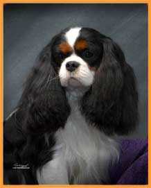 Winterhaven Lexus | Cavalier King Charles Spaniel 