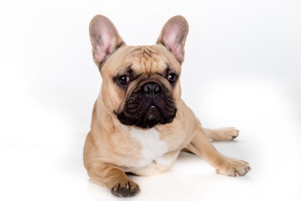 JOSHUA Elita z udolia Vtacnik | French Bulldog 