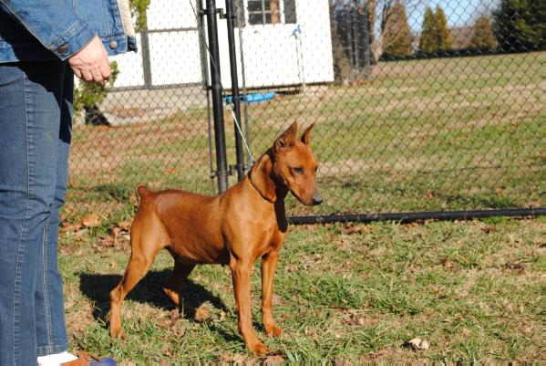 Windamir's Cabaret des charmettes | German Pinscher 