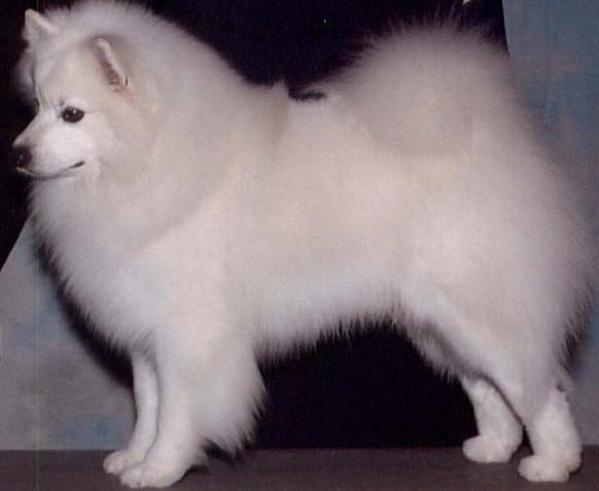 Kort-Mar's Sparkling Diamond | American Eskimo Dog 