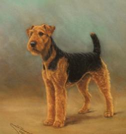 Warland Protector of Shelterock | Airedale Terrier 