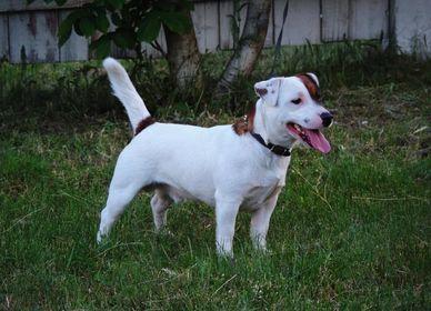 Internal Energy Maska-Hunter | Jack Russell Terrier 