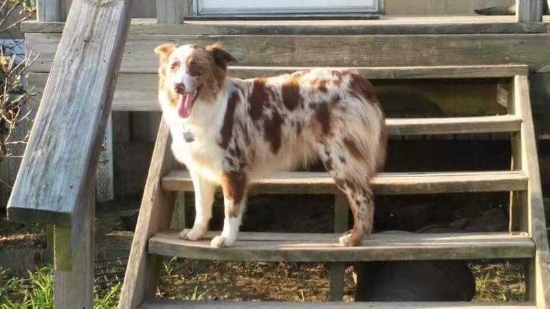 Trixie's Top Gun | Australian Shepherd 