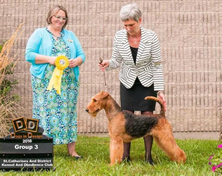 Traymar Terrydale HK Nexus | Airedale Terrier 