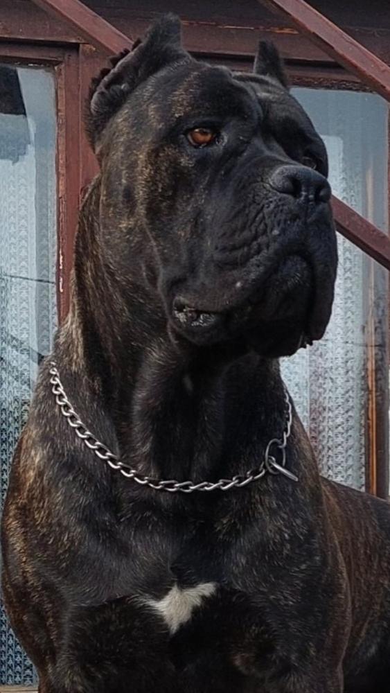 CHAMPION | Cane Corso 