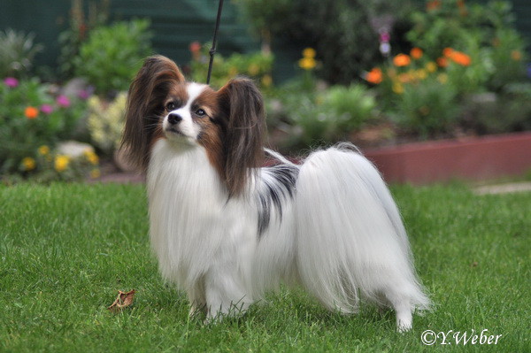 Unas vom Schwabenhof | Papillon 