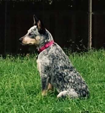 JinxxieXDusty(Mia) | Australian Cattle Dog 