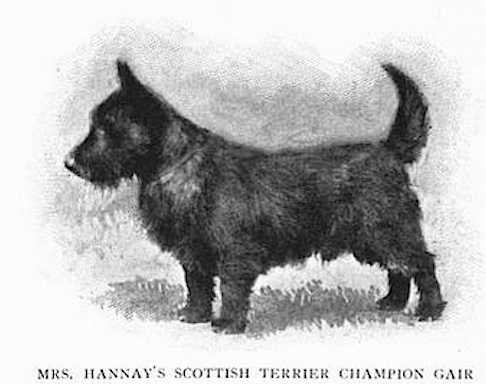 Gair (Mrs Hannay's) | Scottish Terrier 