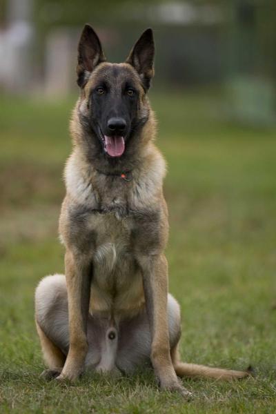 Fram vom Esadera | Belgian Malinois 