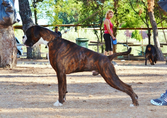 Jagger di Fragmabox | Boxer 