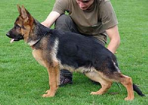 Bia Vom Hellenstein | German Shepherd Dog 
