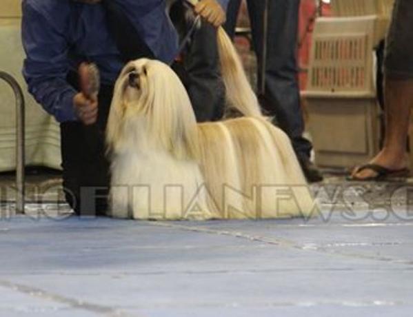 Stuart Lhasa Mares de Mel | Lhasa Apso 