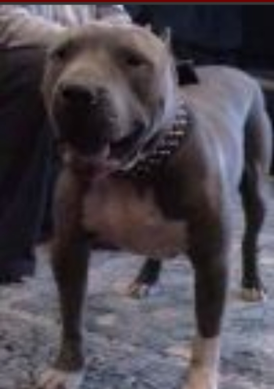 MADD LATINZ’ BIG BAM BAM | American Pit Bull Terrier 