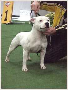 Hot Staff´s Honky Tonk Woman | Staffordshire Bull Terrier 