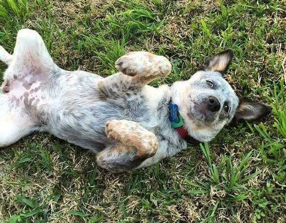 Martina (Lexi X Dusty) | Australian Cattle Dog 