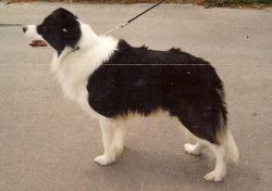 Blacdimonz Tritan From Mobella | Border Collie 