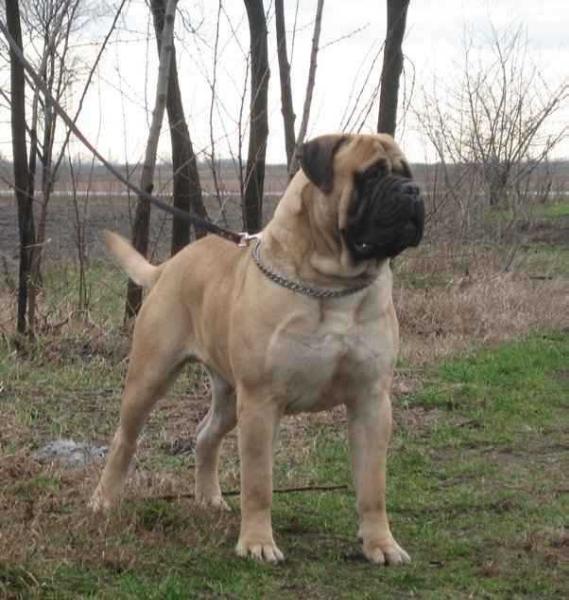 Székely Szentkirályi Batu Kán | Bullmastiff 