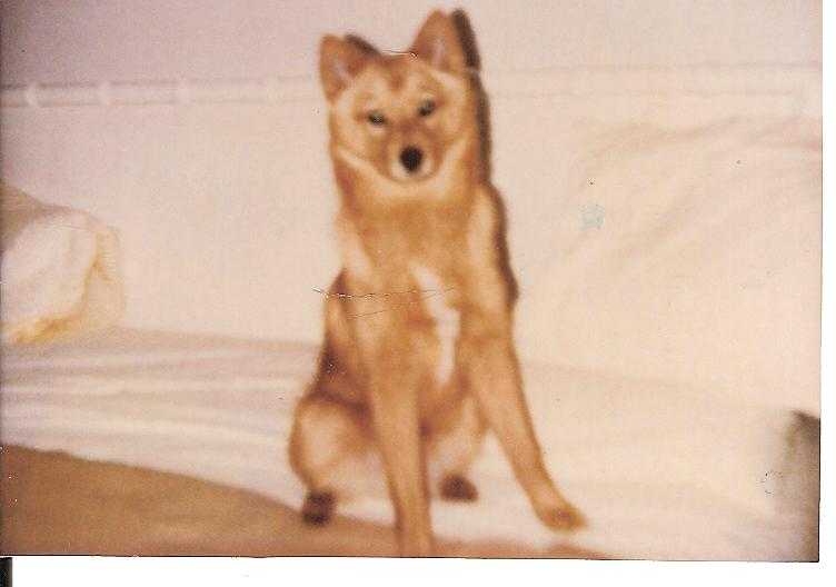 EDGARD LOF. 143/41 | Finnish Spitz 
