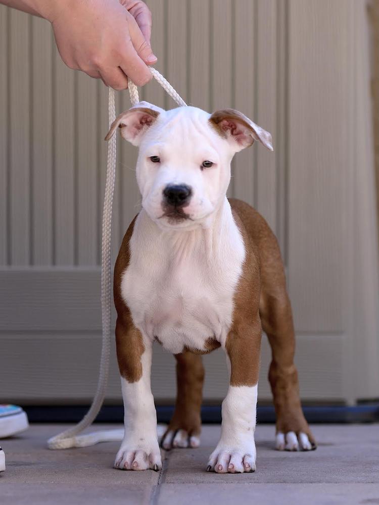 Liberty's Doctor of Distinguished Taste | American Staffordshire Terrier 