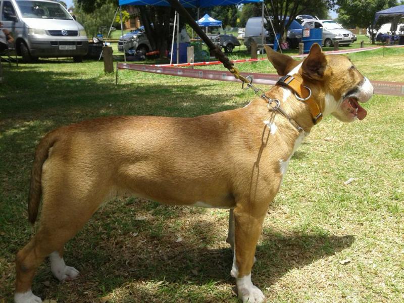 Shodan Sea Sparkle | Bull Terrier 