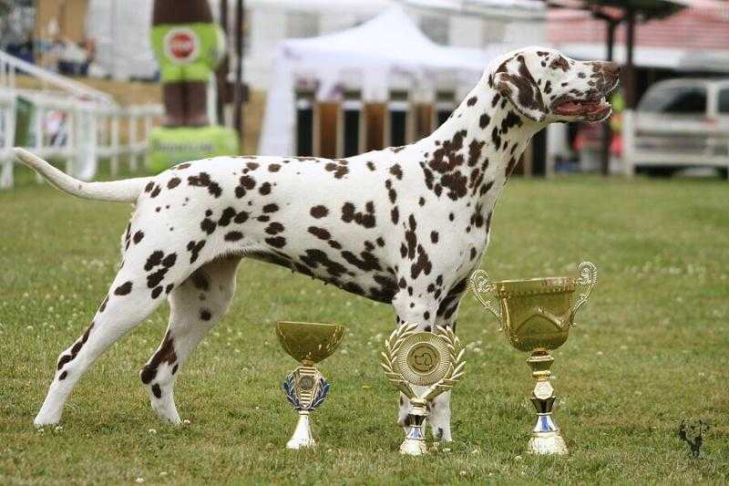 Daughter de la Queen Dalmadami | Dalmatian 