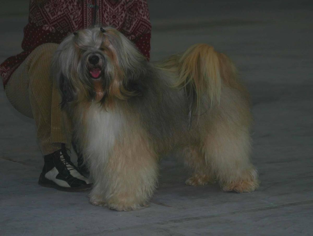 JOGINI BA SO | Tibetan Terrier 