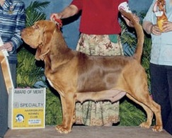 Honey Tree GGM Fate of Sherick | Bloodhound 