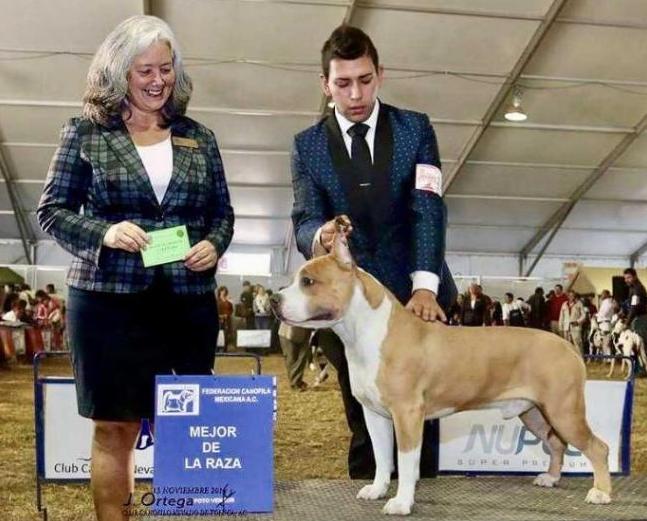 Goyo (Lorenzana) | American Staffordshire Terrier 