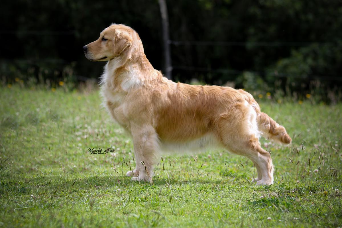 Golden San Martin Ramona | Golden Retriever 