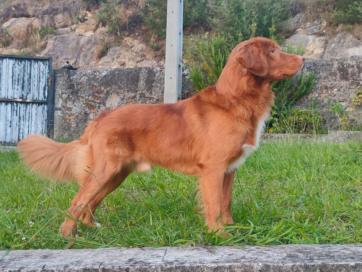 Canis Amicus Bomba | Nova Scotia Duck Tolling Retriever 