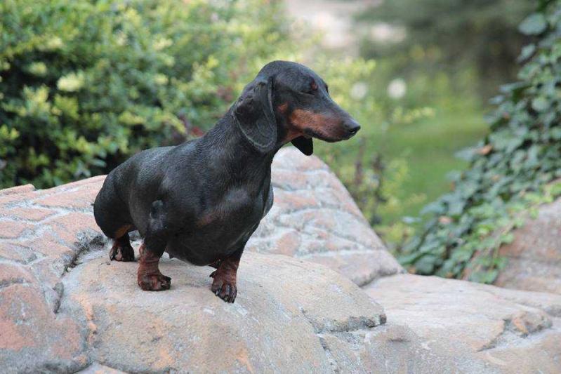 Nezhnyj Hischnik Aurinko | Dachshund 