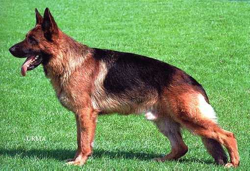 Esko von der Wienerau | German Shepherd Dog 