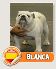 ChE Blanca de Canplus | Bulldog 
