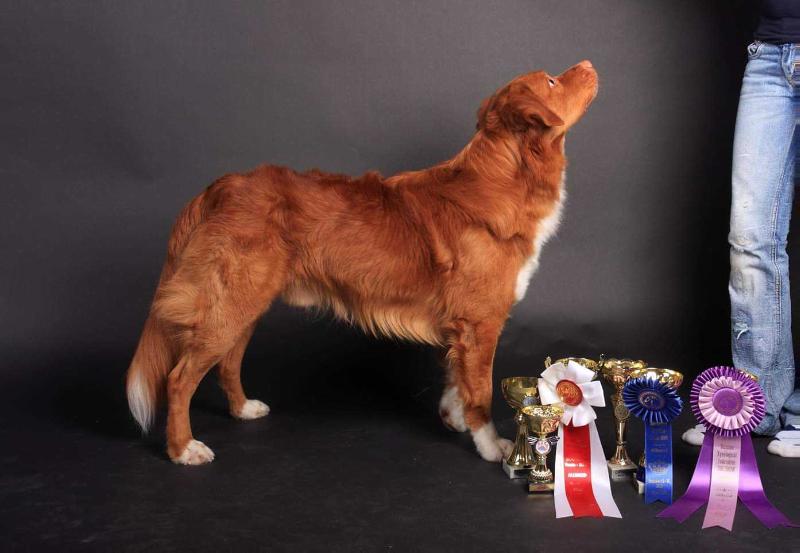 Lorevy Arshavin | Nova Scotia Duck Tolling Retriever 