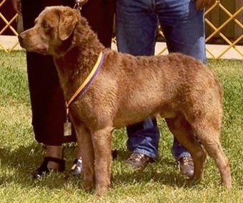 Del Brave Rocco G | Chesapeake Bay Retriever 