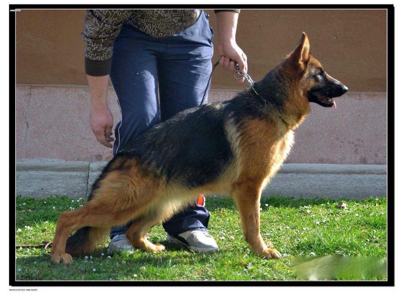 Kroma Von Der Maksimmus | German Shepherd Dog 