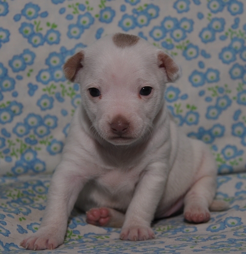 Hall's Pearly Snowflake | Rat Terrier 