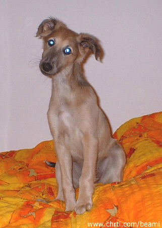 Cameron Diaz Beami Šahrak | Whippet 