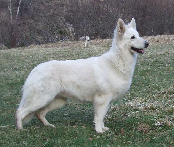 Nice of you to Come Bye Wonder | White Swiss Shepherd Dog 