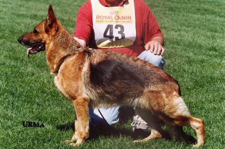 Ulme von der Ramhorst | German Shepherd Dog 