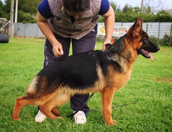 Quenna de Vulpos Velox | German Shepherd Dog 