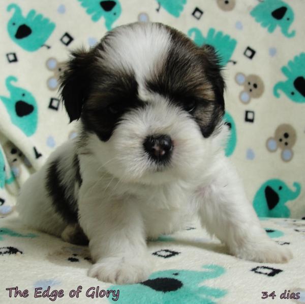 Chatong´s the edge of glory | Lhasa Apso 